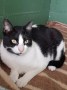 Presley (3)